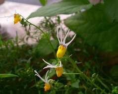 صورة Nemesia cheiranthus E. Mey. ex Benth.