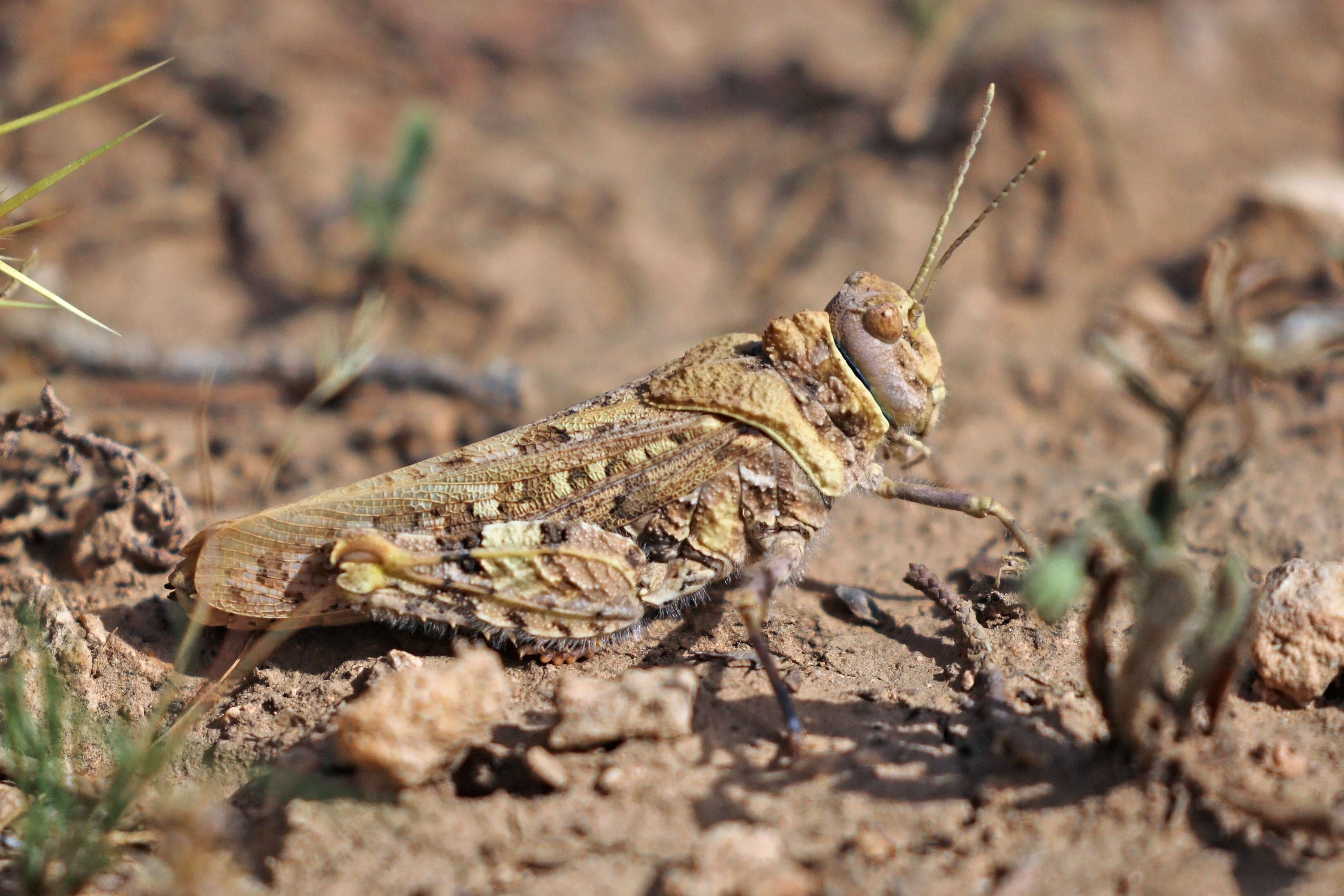 Plancia ëd Oedipoda miniata (Pallas 1771)