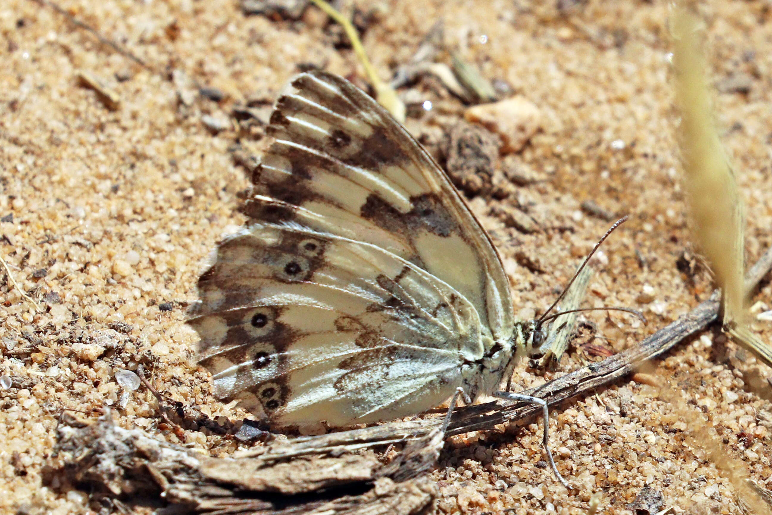 Image of Levantine Marbled White