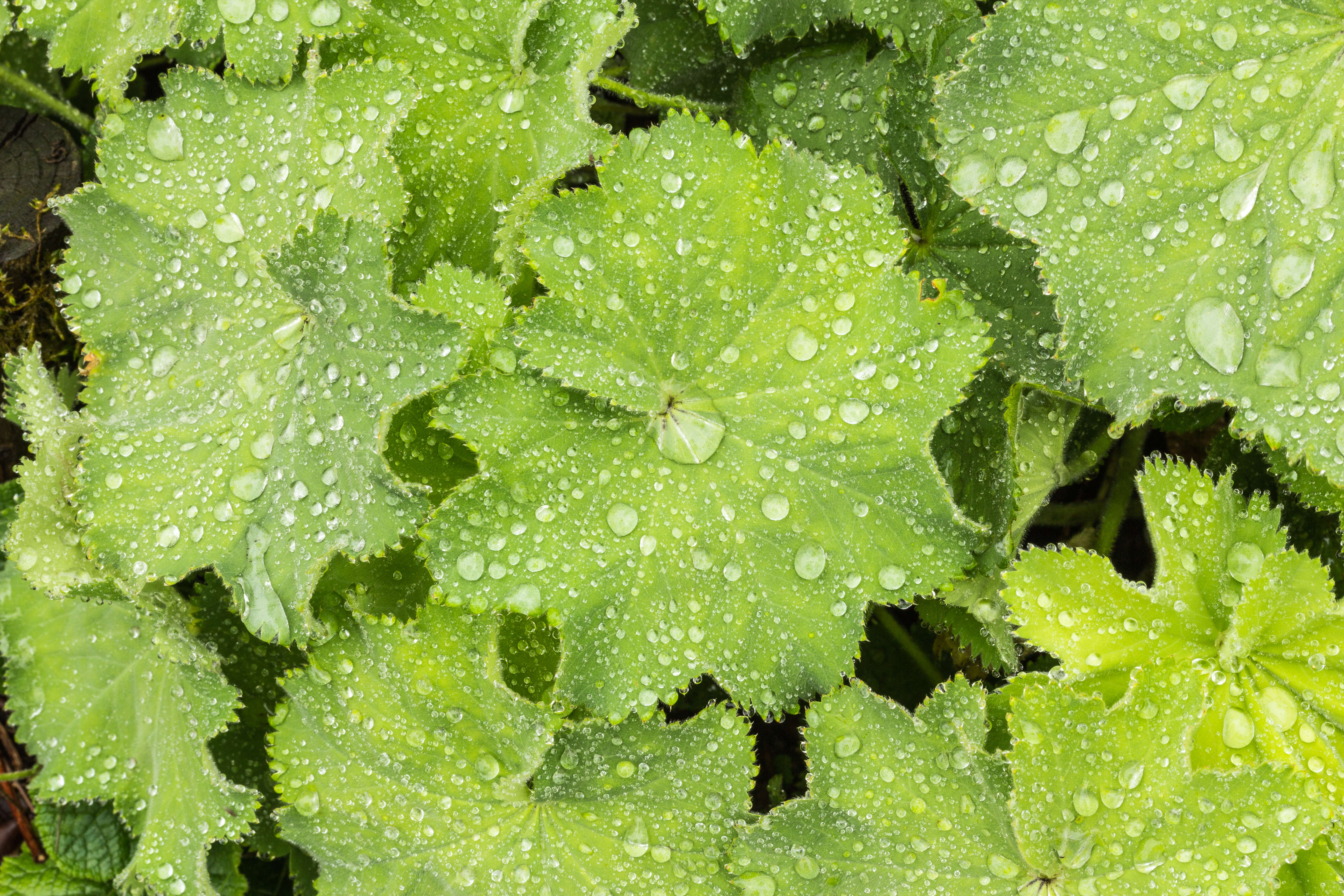 Image of Lady's Mantle