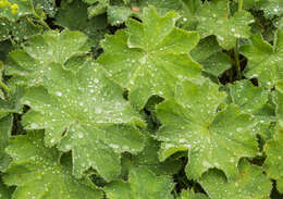 Image of Lady's Mantle