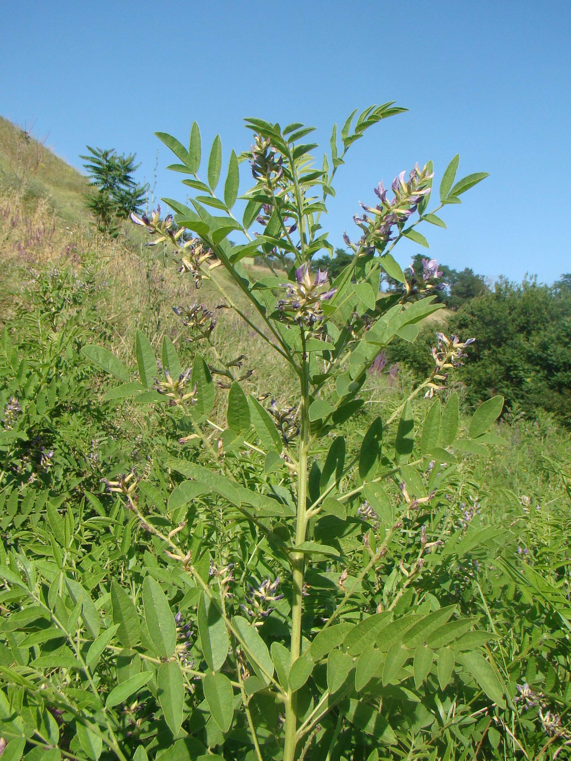 Imagem de Glycyrrhiza glabra L.