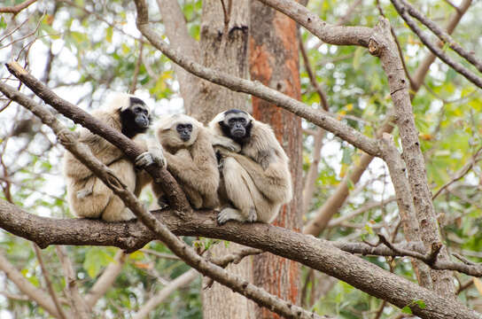 Image of Capped Gibbon