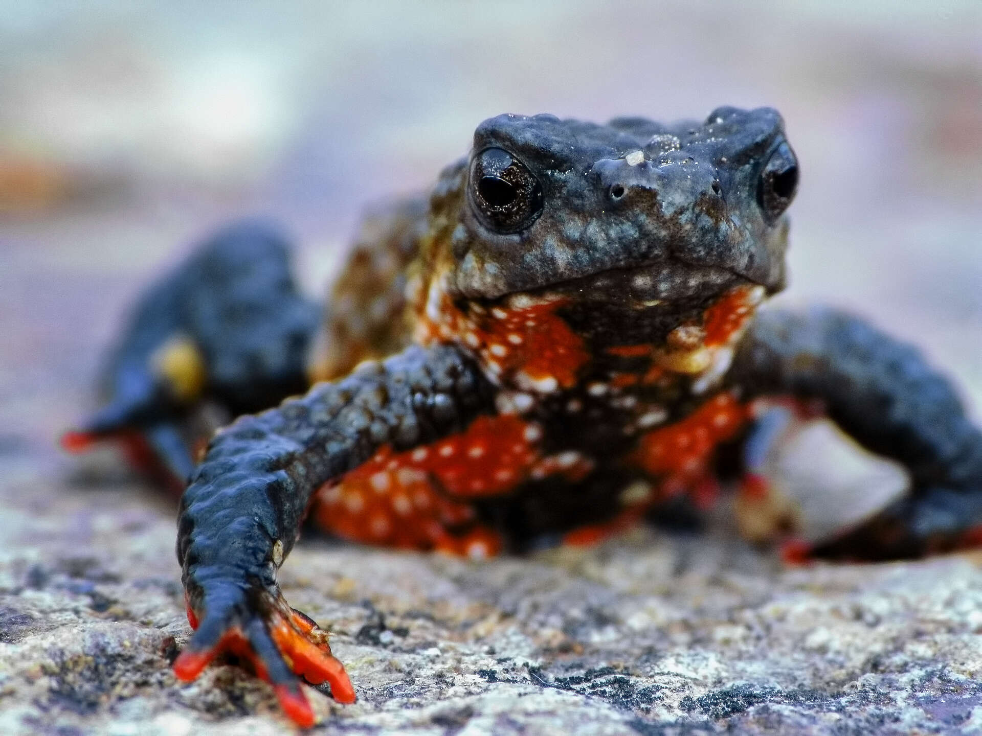 Melanophryniscus moreirae (Miranda-Ribeiro 1920) resmi