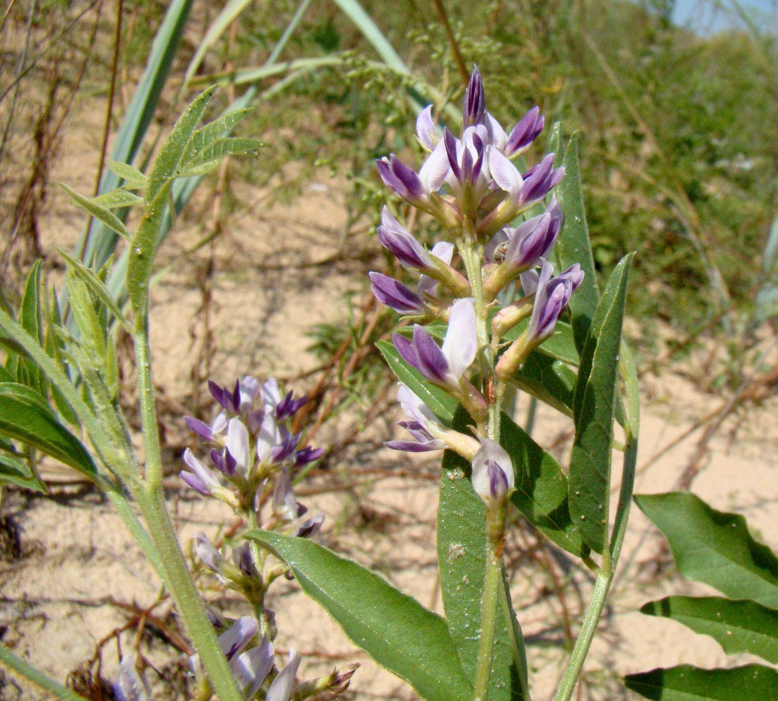 Image of cultivated licorice