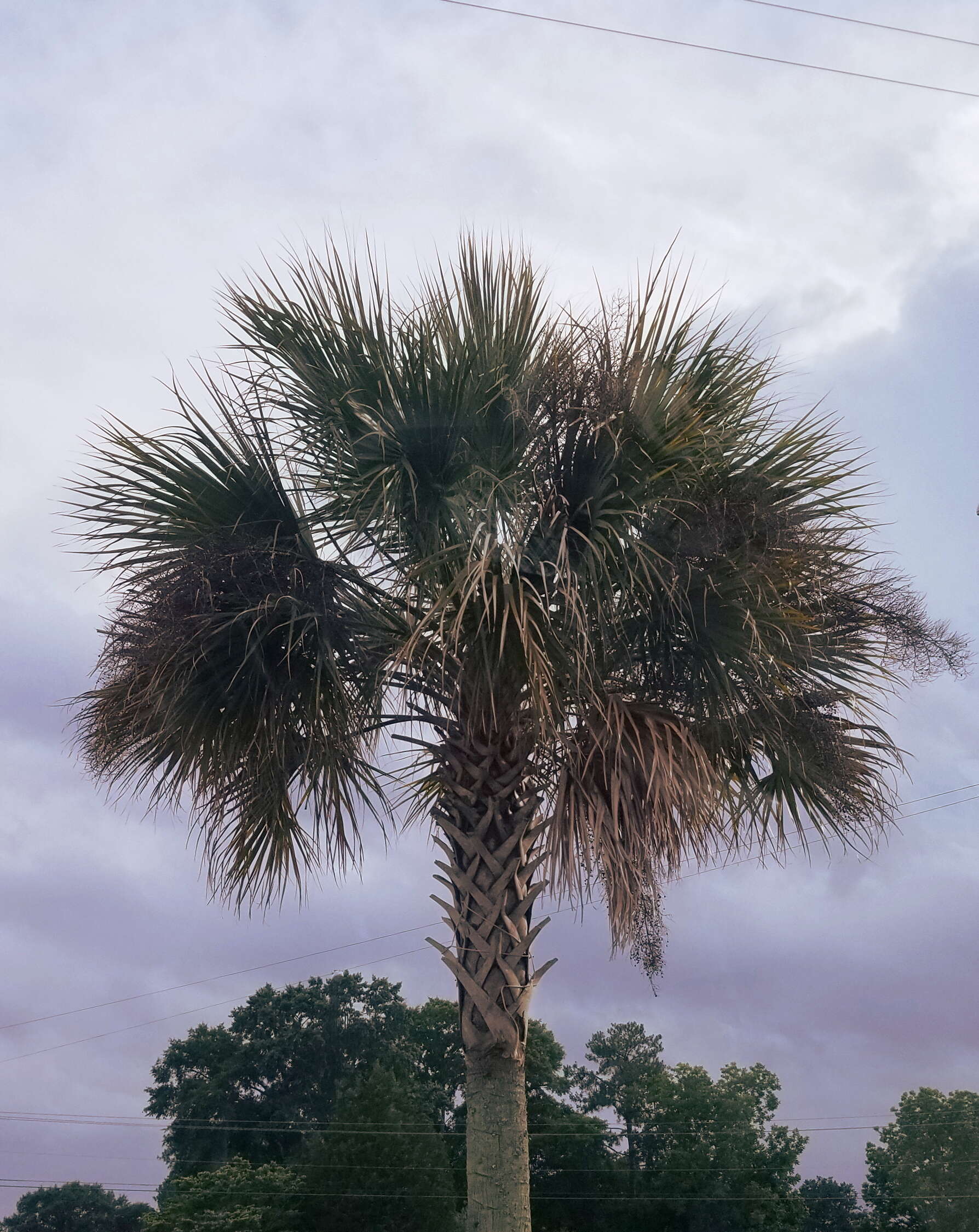 Image of Cabbage Palm