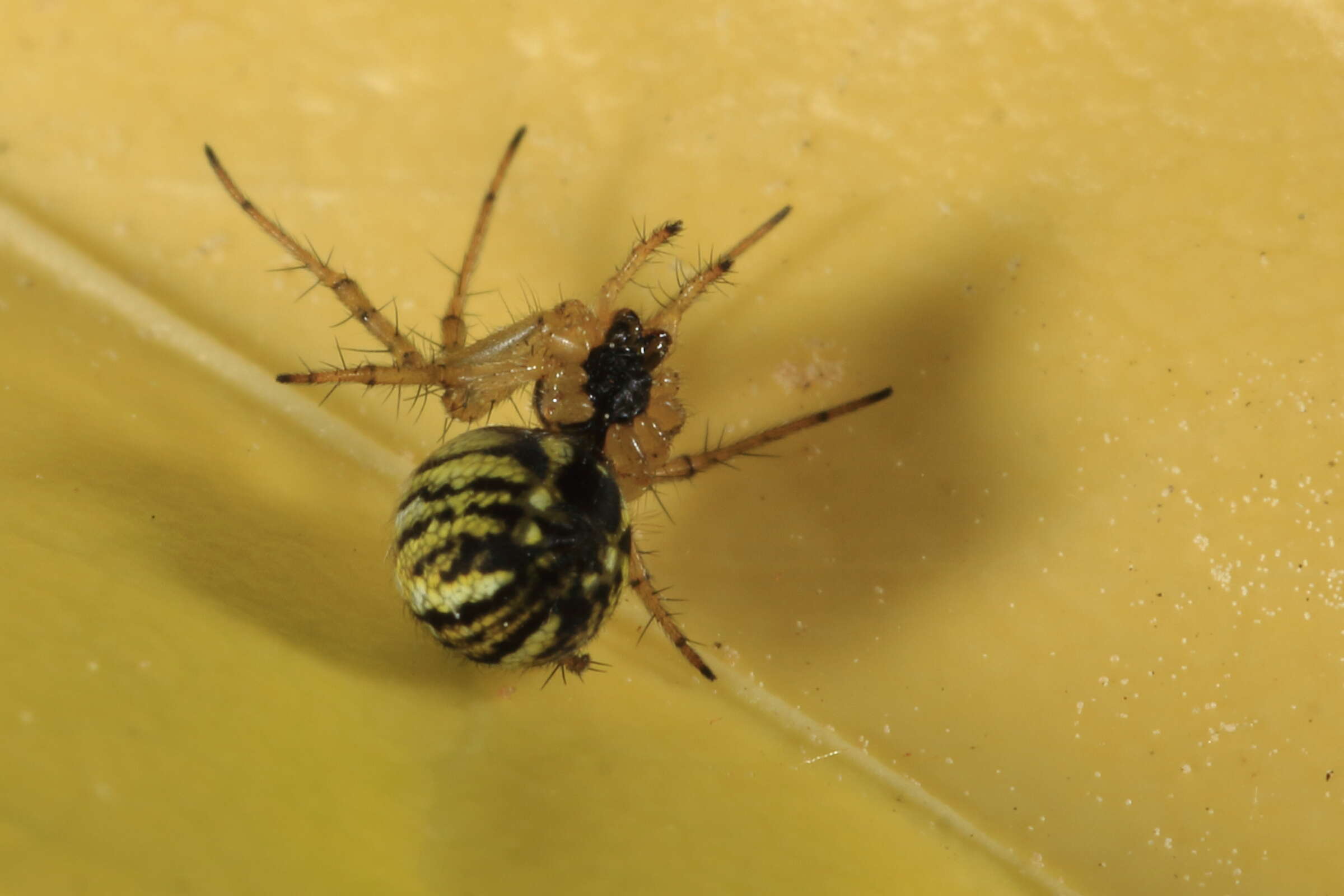 Image of Mangora acalypha (Walckenaer 1802)