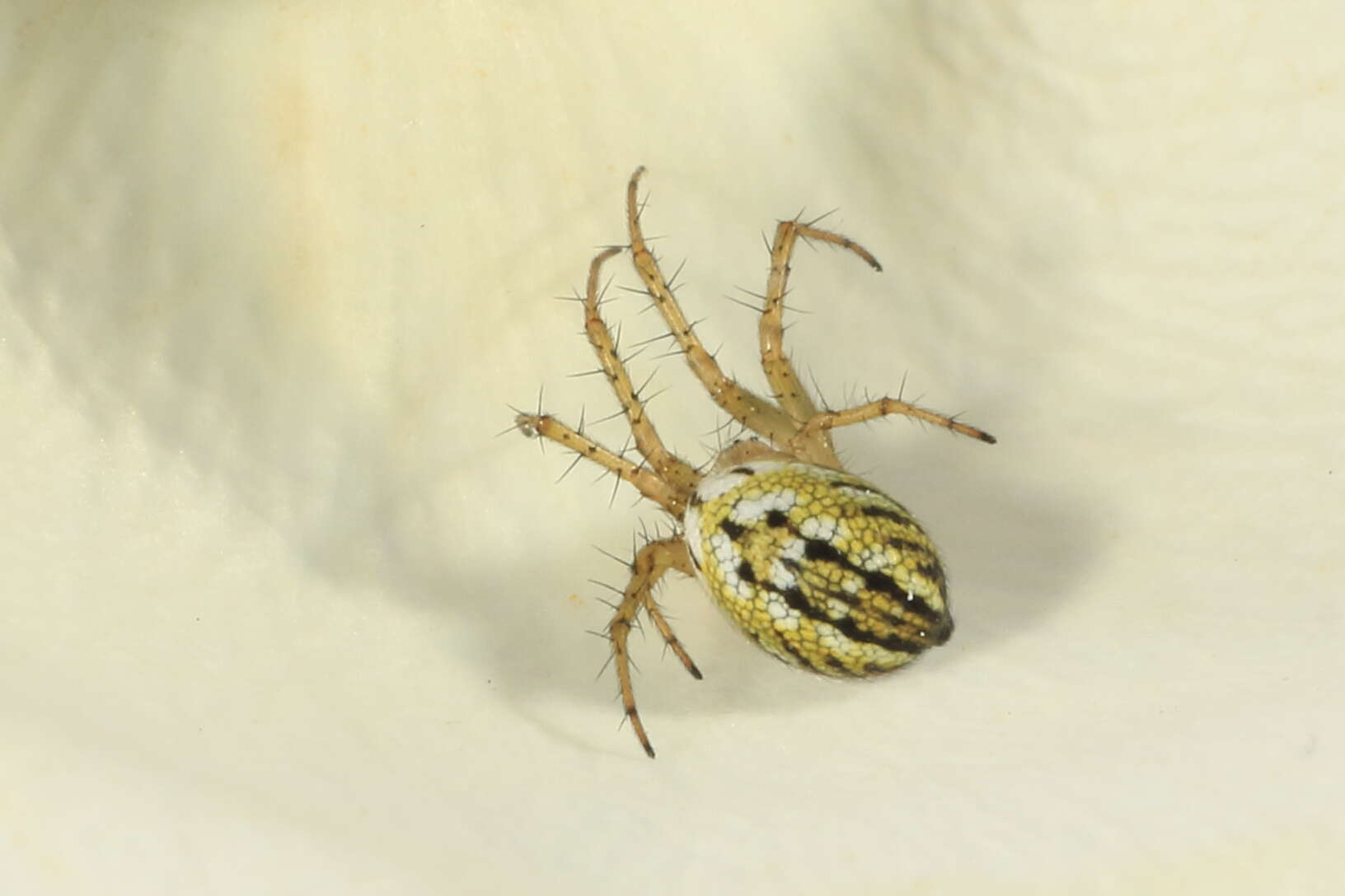 Image of Mangora acalypha (Walckenaer 1802)