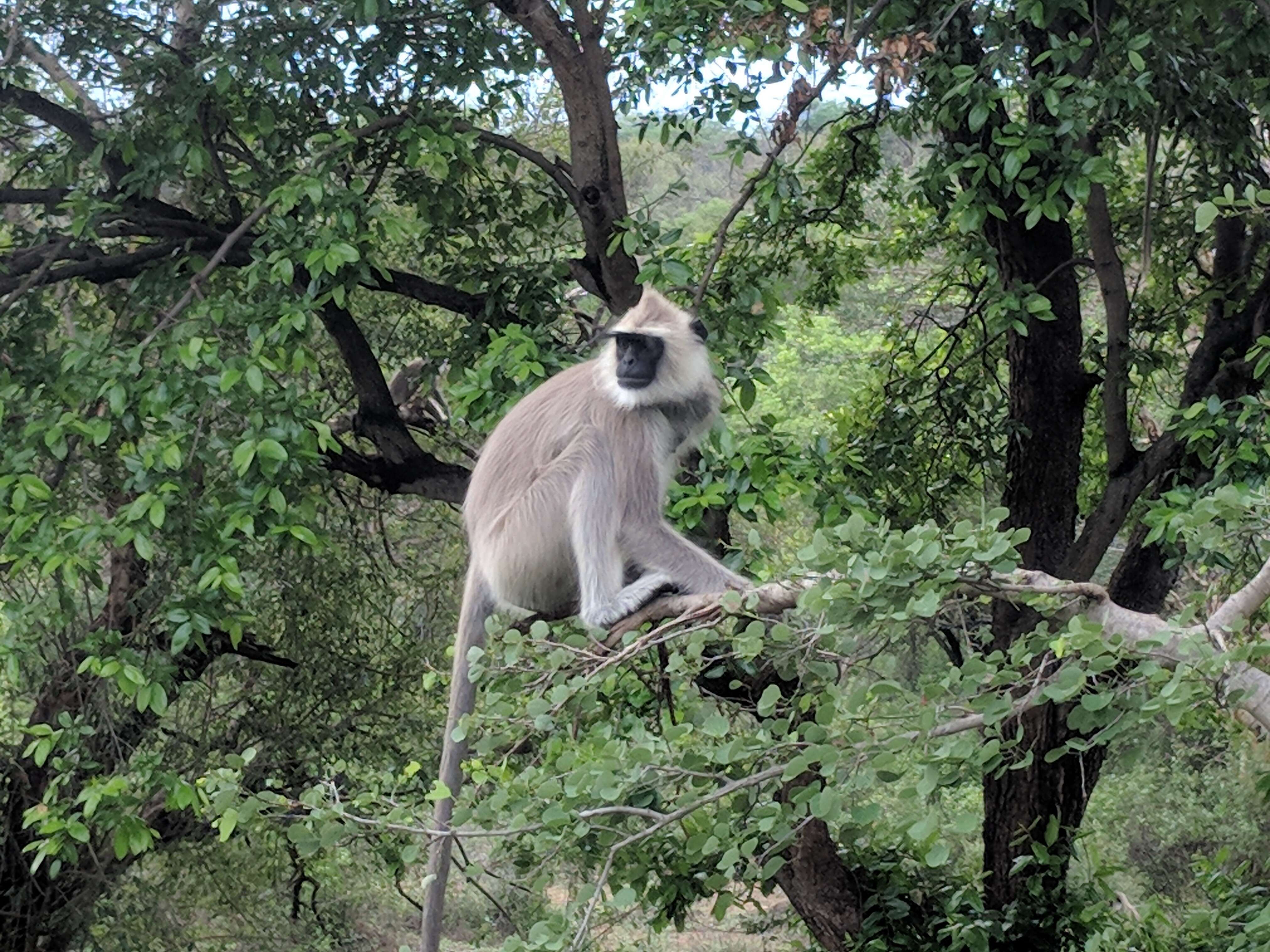 صورة Semnopithecus priam Blyth 1844