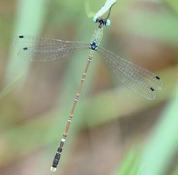 Image of Platylestes platystylus (Rambur 1842)