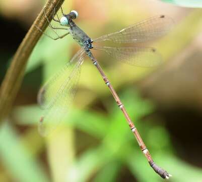 Image of Platylestes platystylus (Rambur 1842)