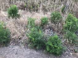 Image of anise burnet saxifrage