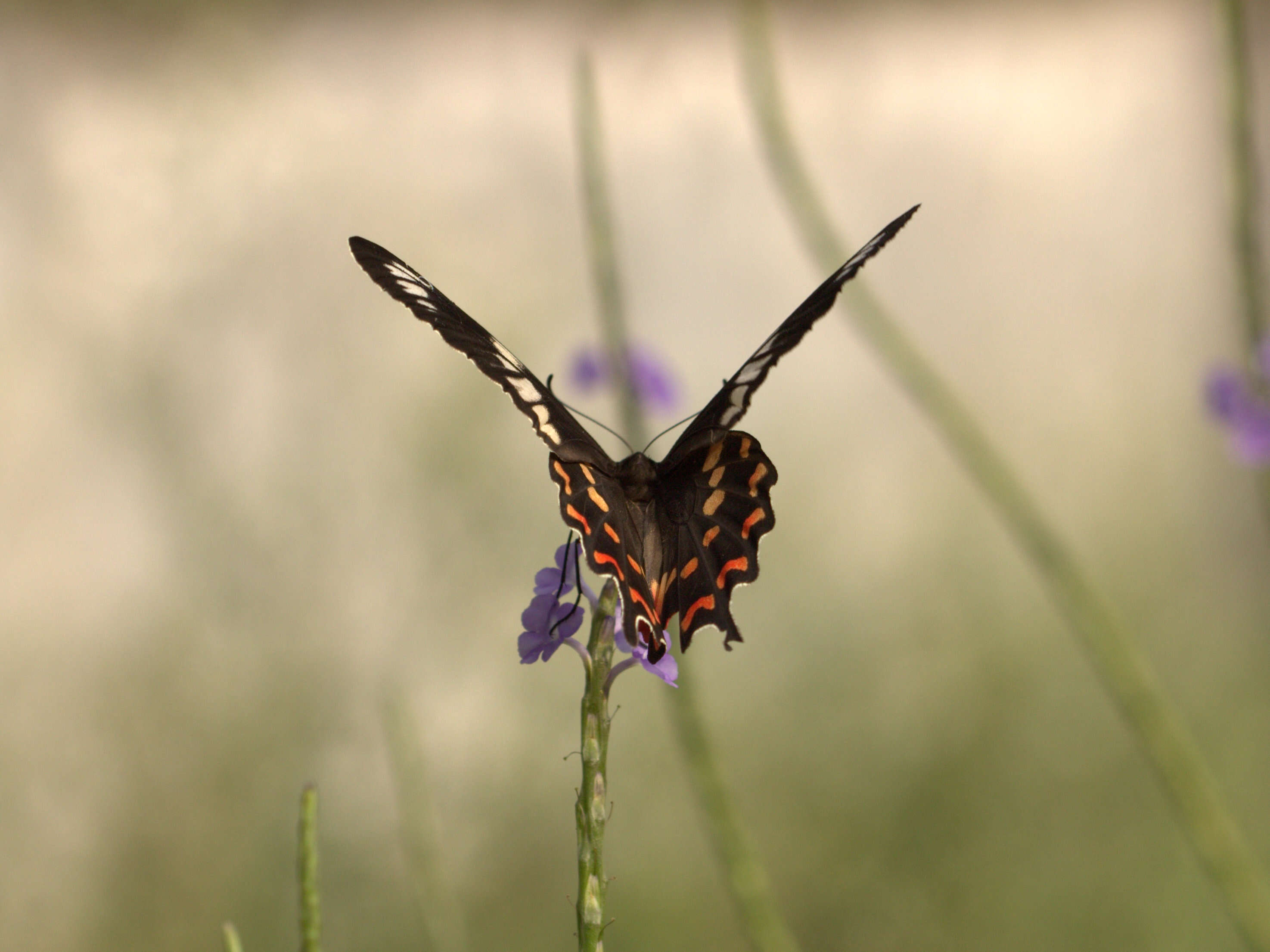 Image of Pachliopta hector (Linnaeus 1758)