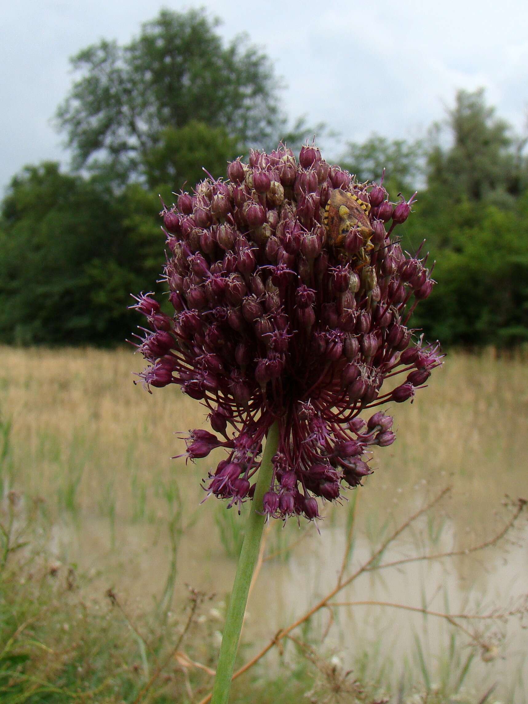 Image of broadleaf wild leek