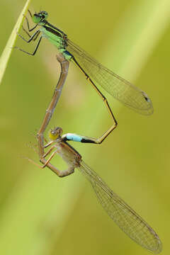 Image of Senegal bluetail