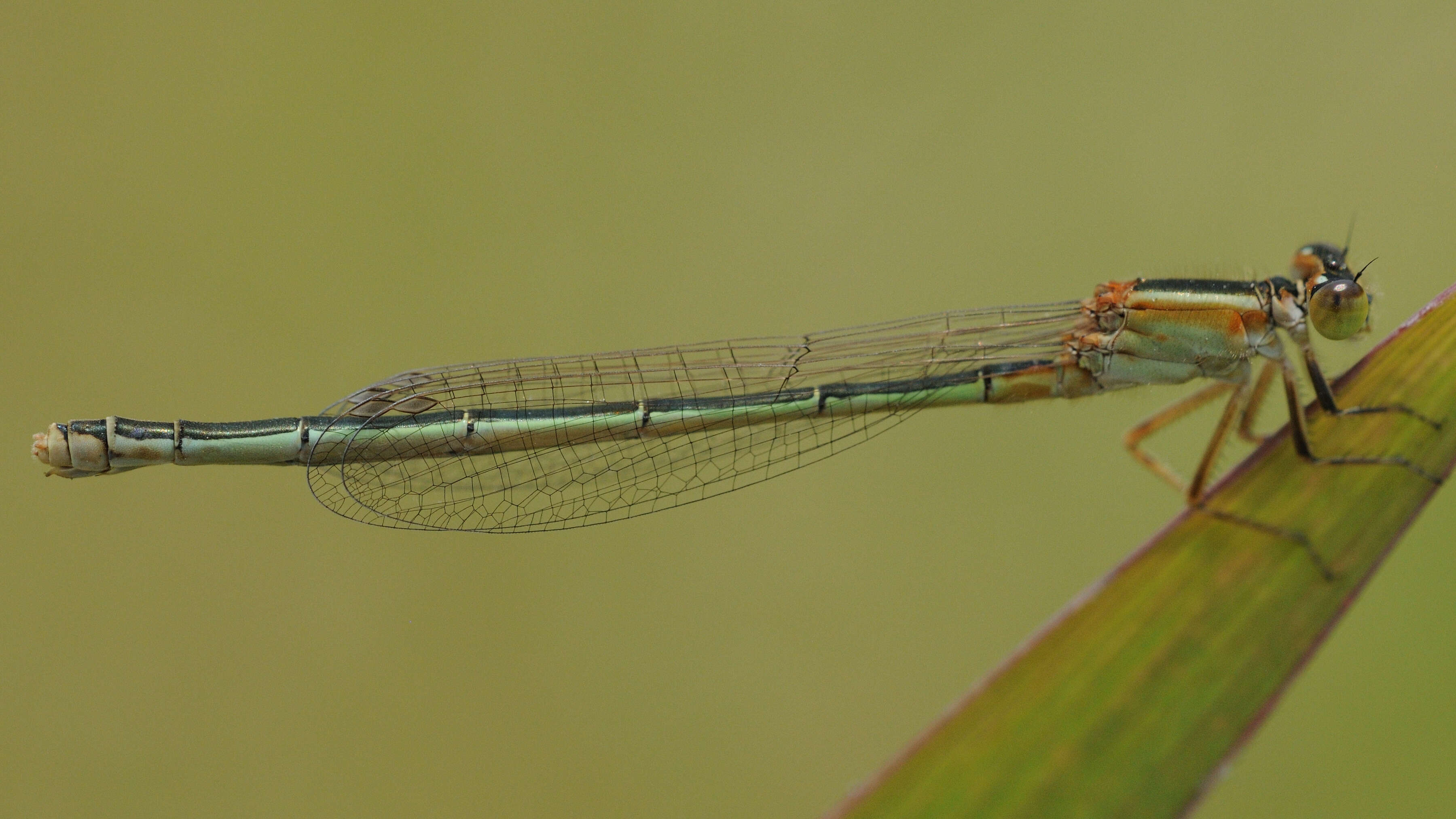 Image of Senegal bluetail