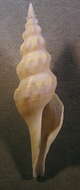 Image of Comitas ilariae Bozzetti 1991