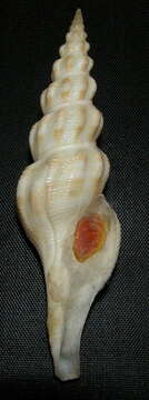 Image of Comitas ilariae Bozzetti 1991