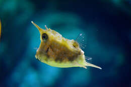 Image of Longhorn cowfish