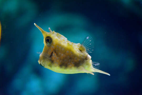 Image of Longhorn cowfish