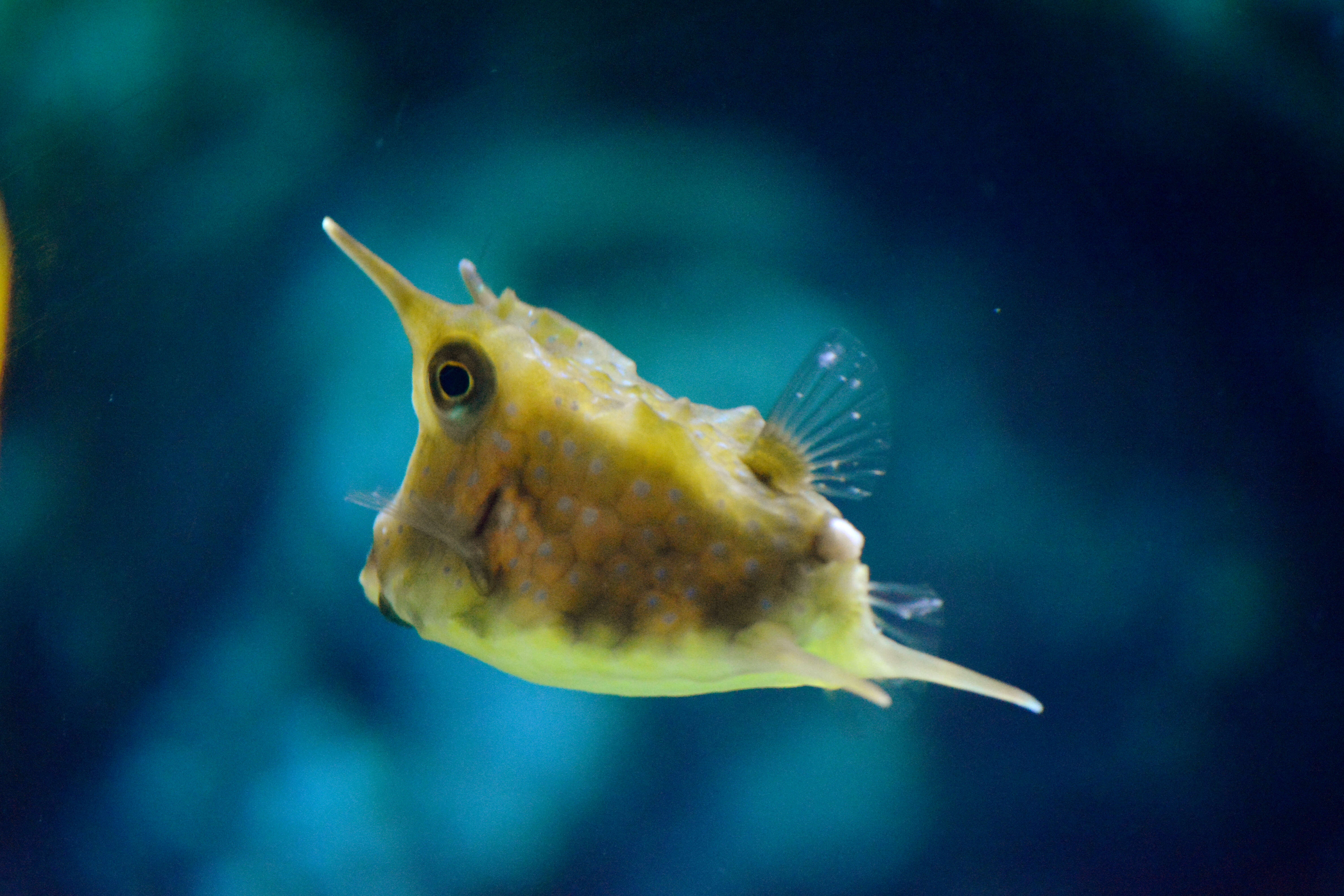 Image of Longhorn cowfish