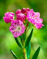 Image of alpine laurel