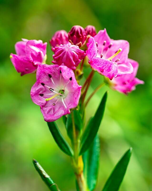 Image of alpine laurel