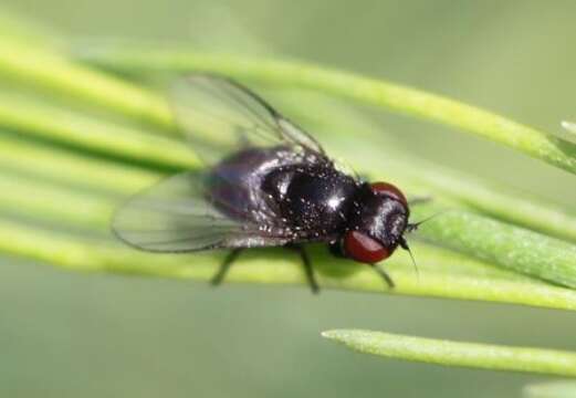 Image of Asparagus miner