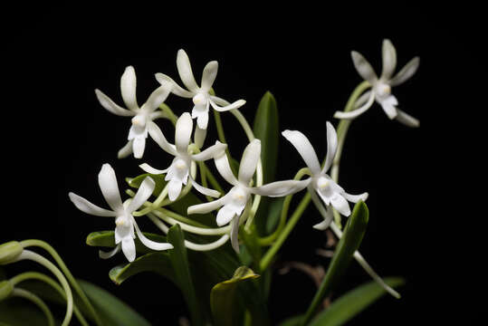 Image de Vanda falcata (Thunb.) Beer