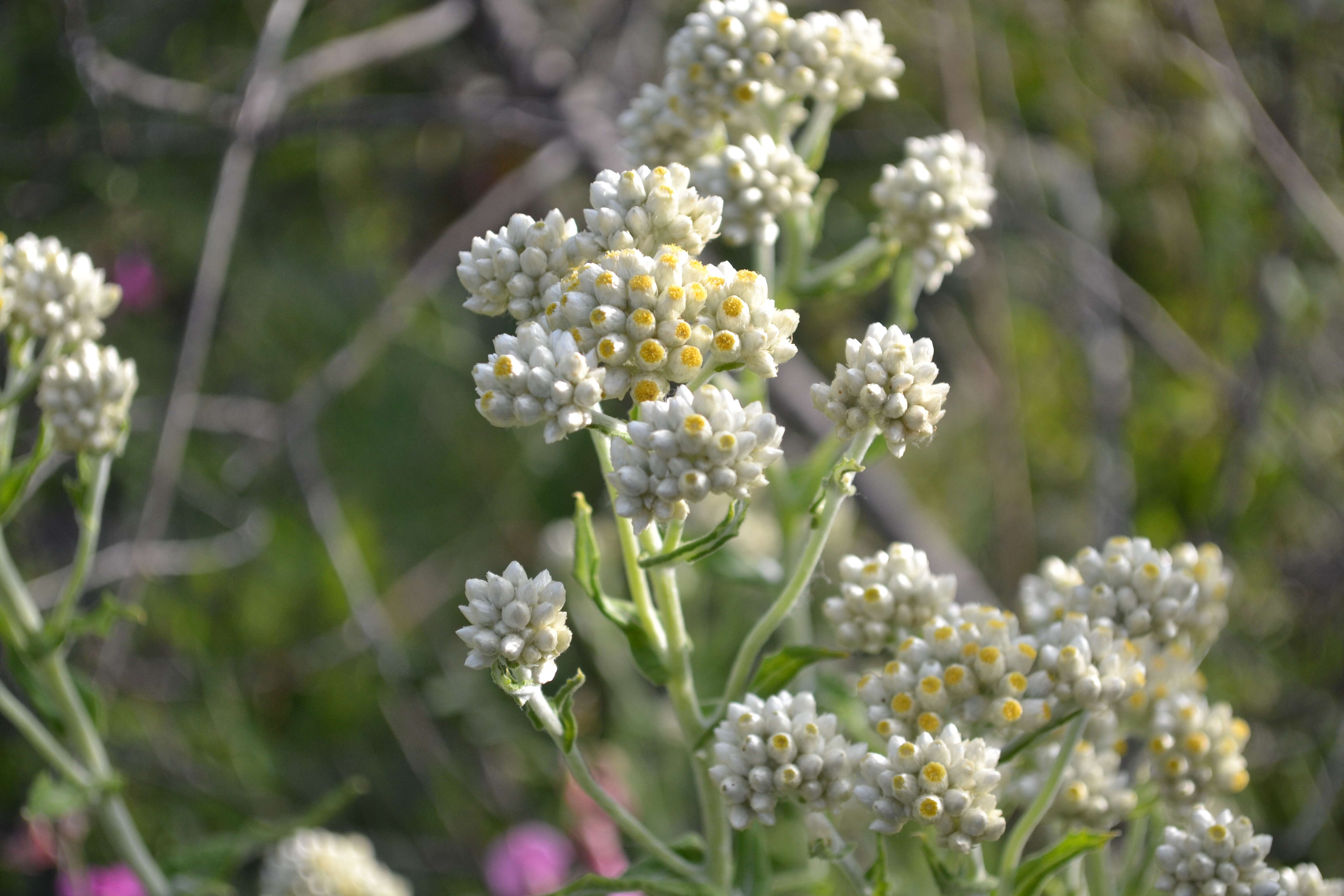 Слика од Pseudognaphalium californicum (DC.) A. A. Anderberg