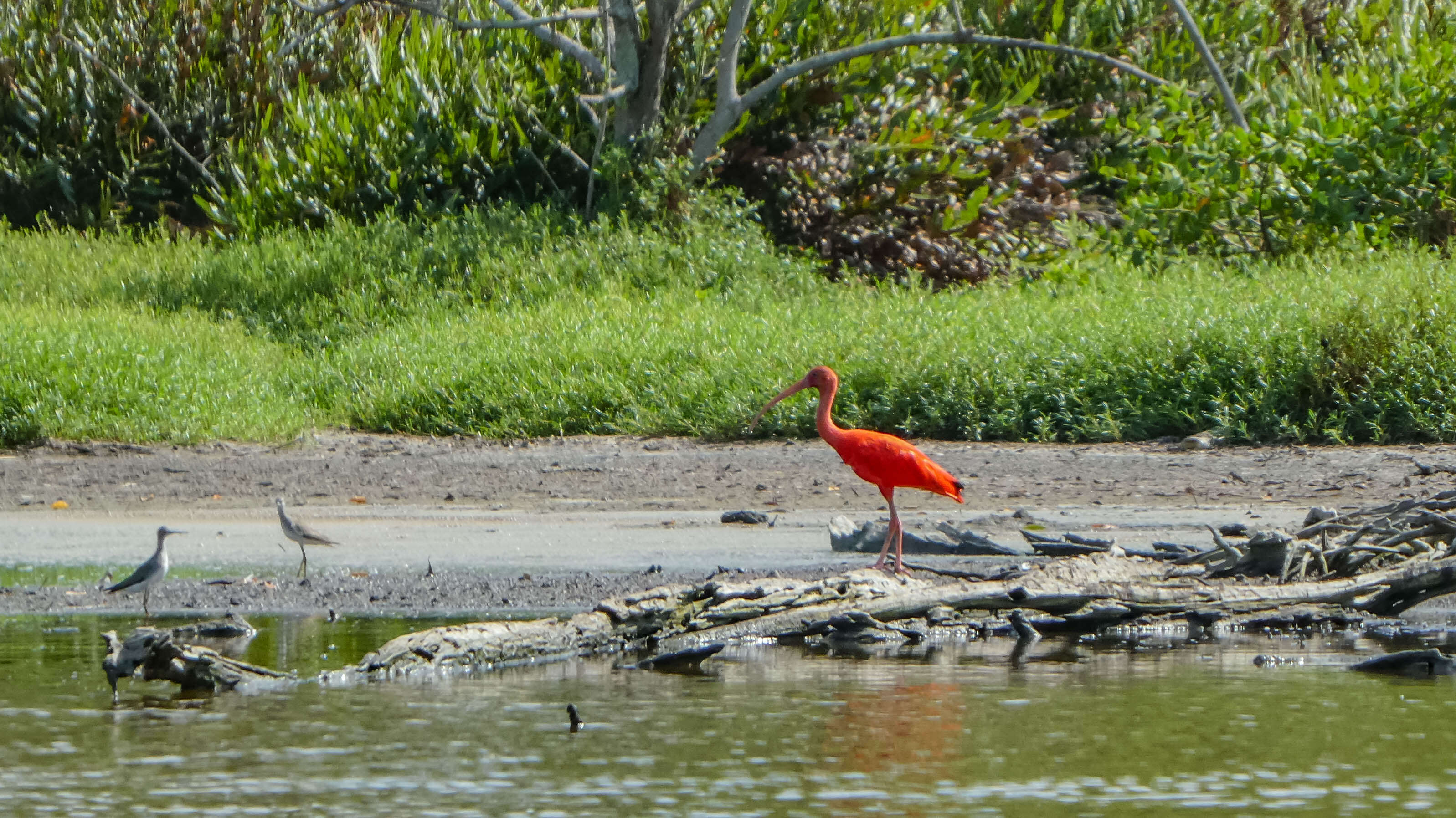 Image of Scarlet Ibis