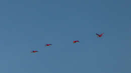 Image of Scarlet Ibis