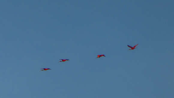 Image of Scarlet Ibis