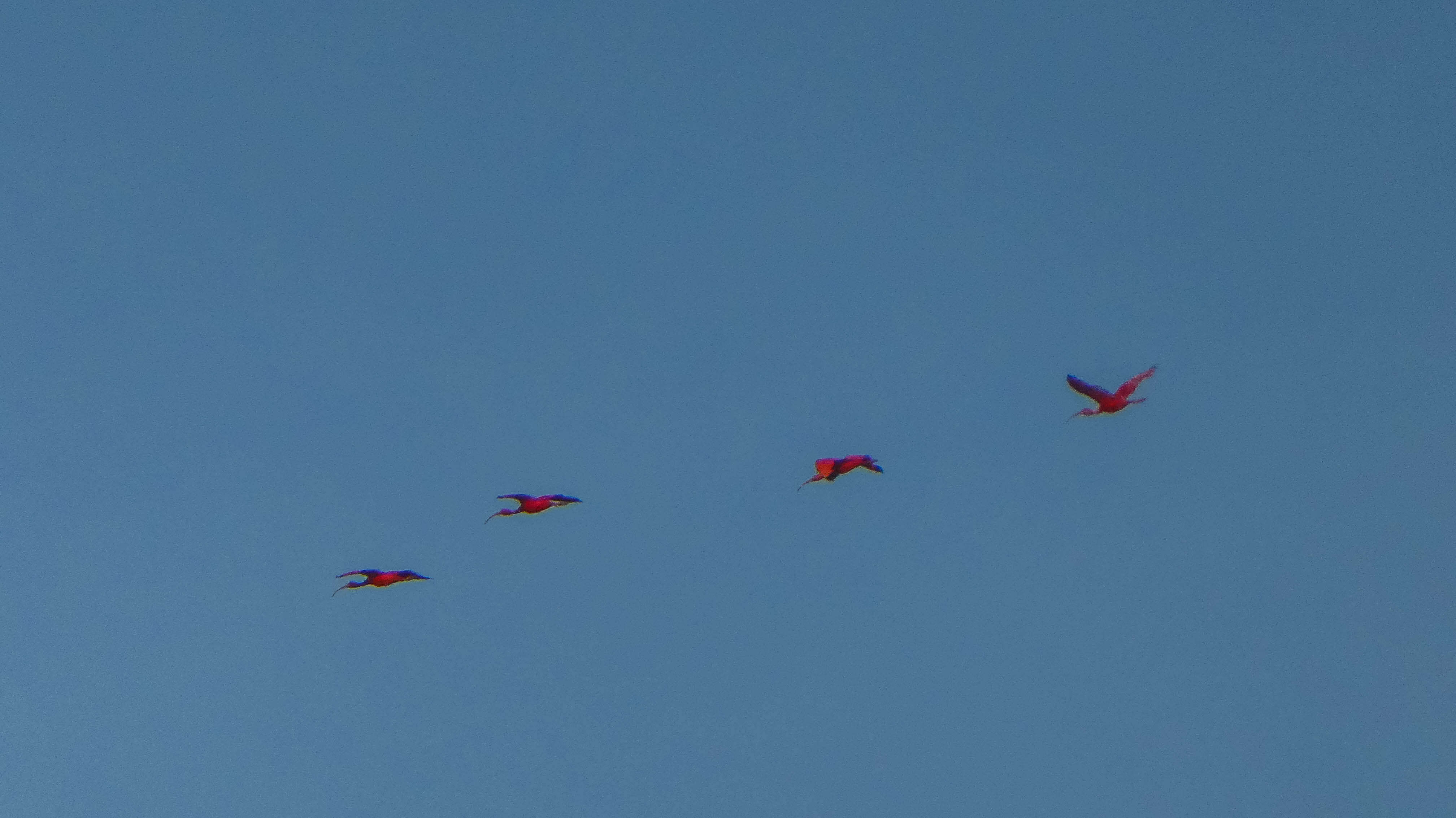 Image of Scarlet Ibis