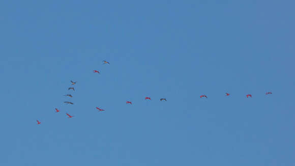 Image of Scarlet Ibis