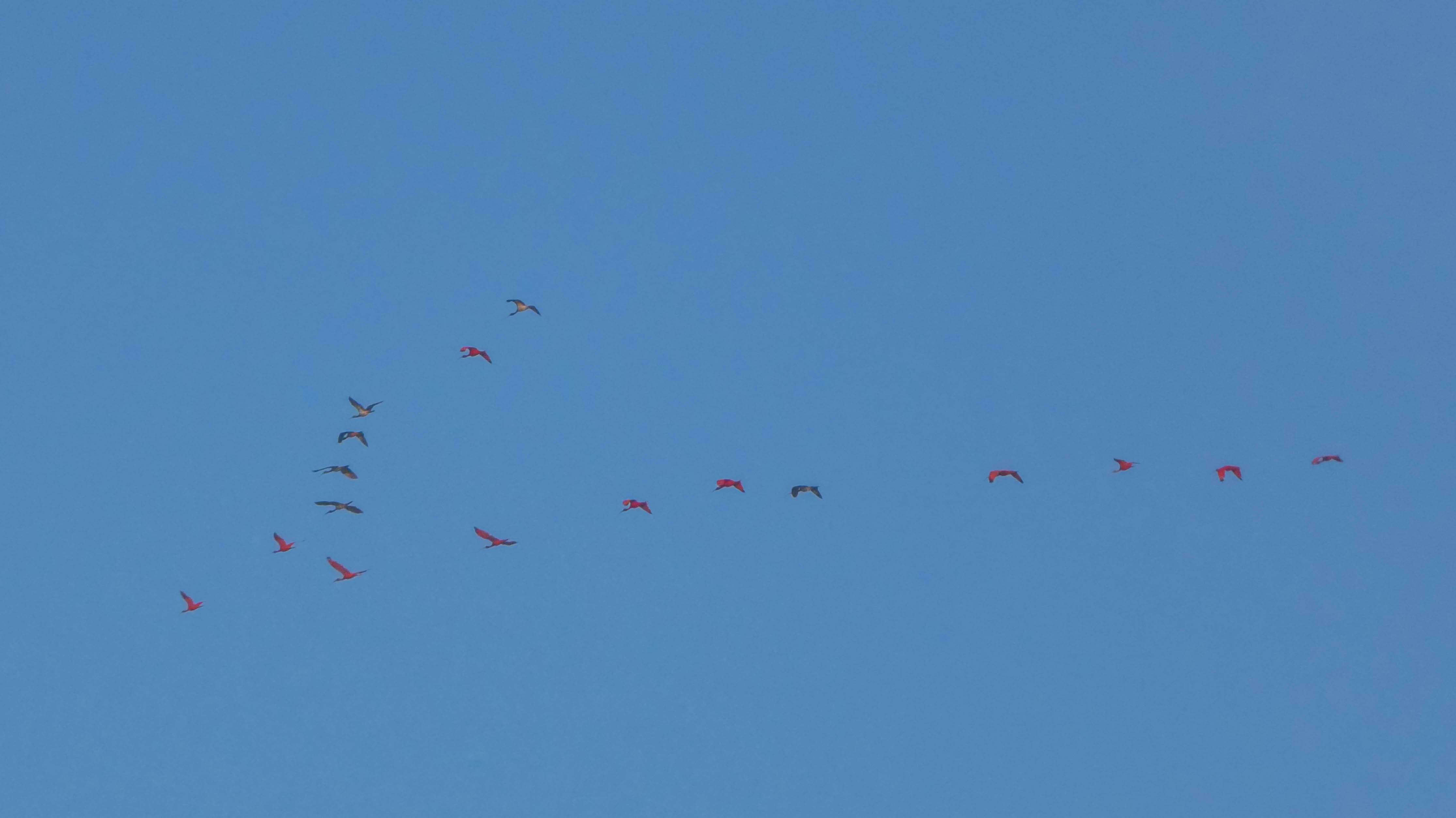 Image of Scarlet Ibis