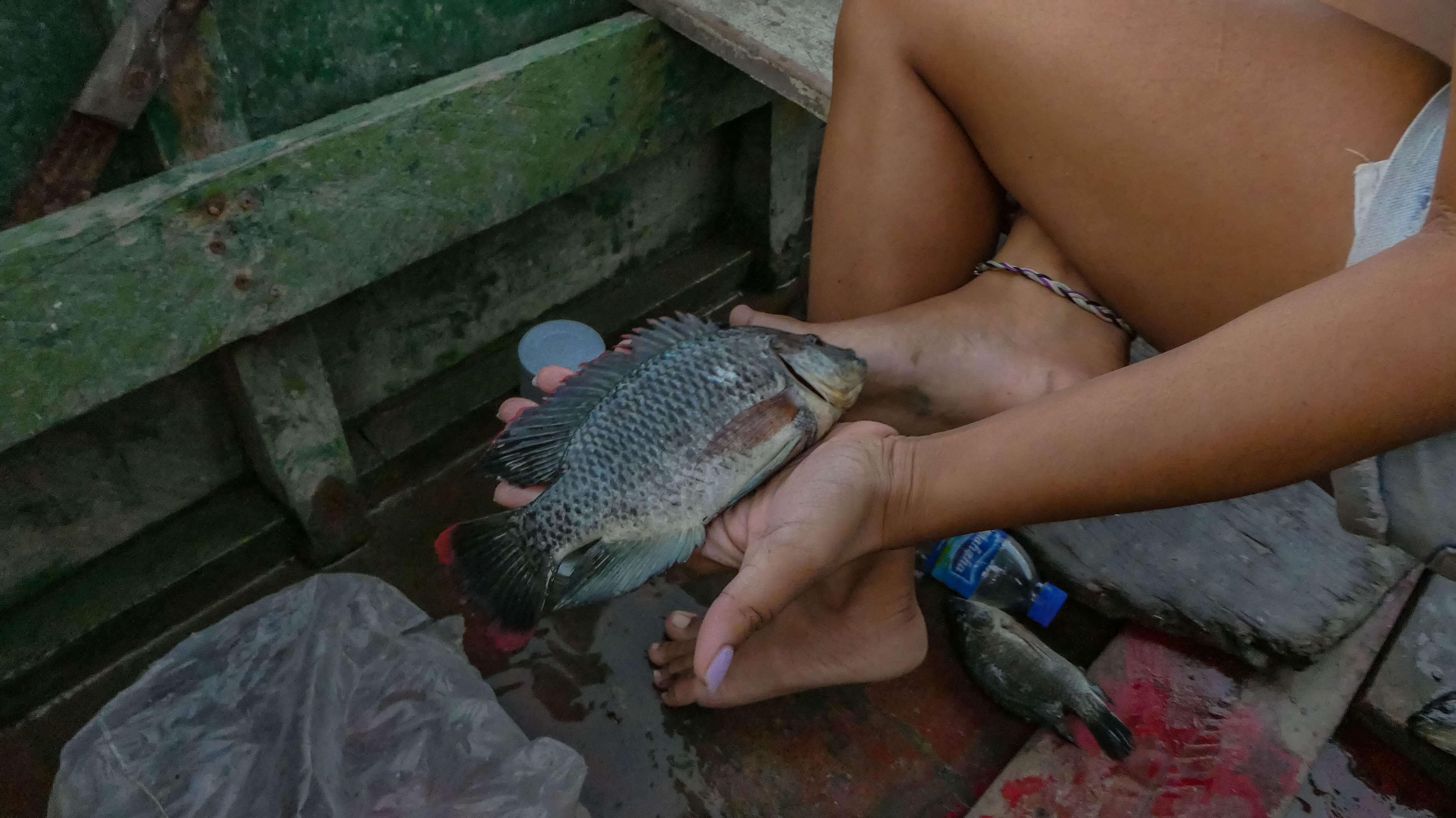 Image of Tilapia