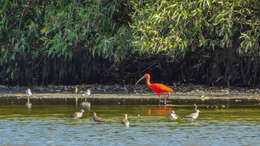 Image of Scarlet Ibis