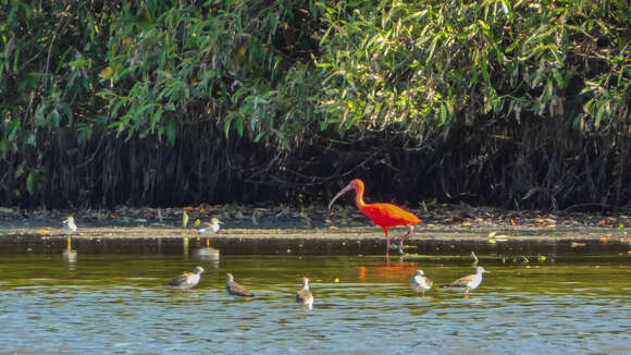 Image of Scarlet Ibis