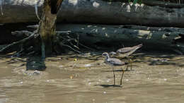 Image of Greater Yellowlegs