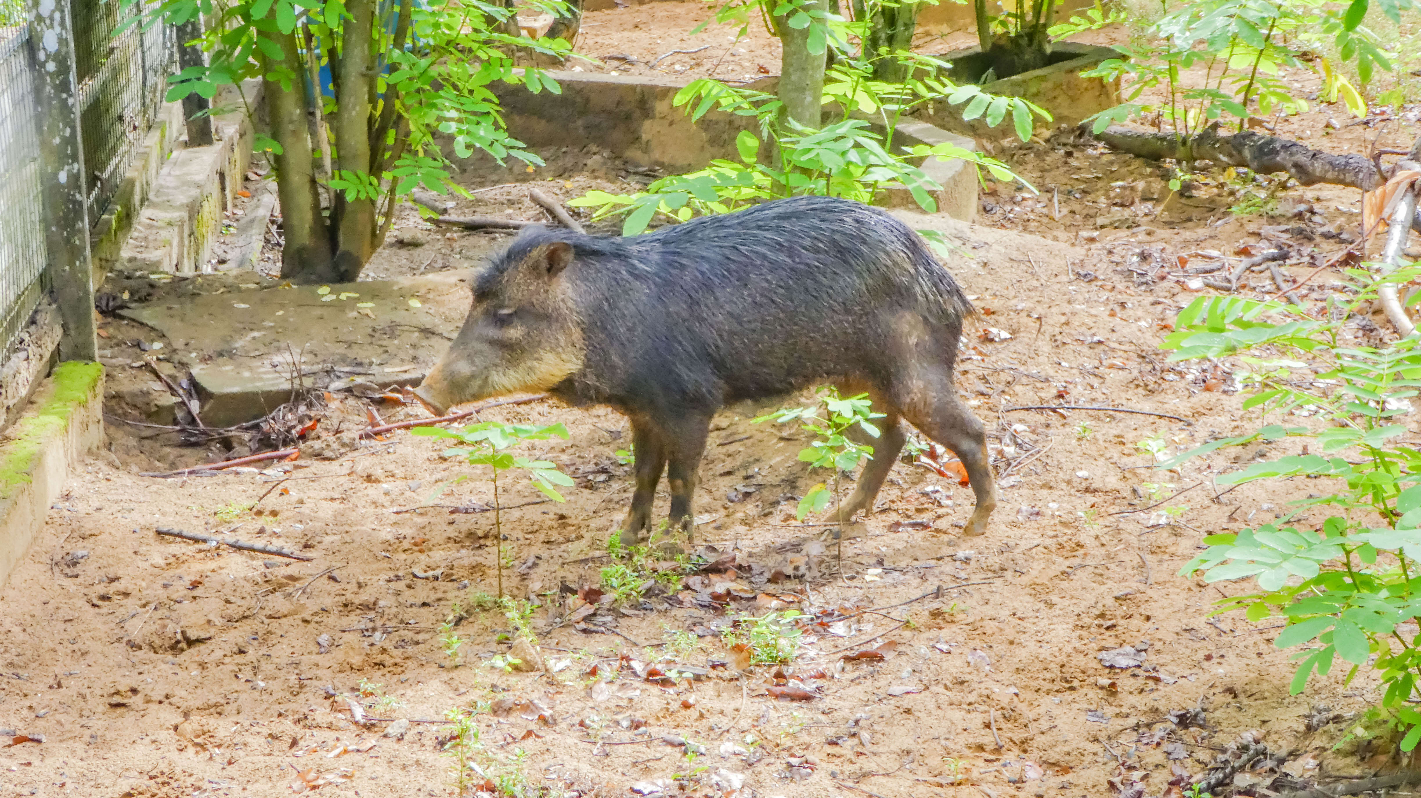 Image of white-lipped peccary