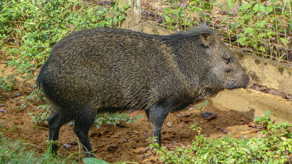 Image of peccaries