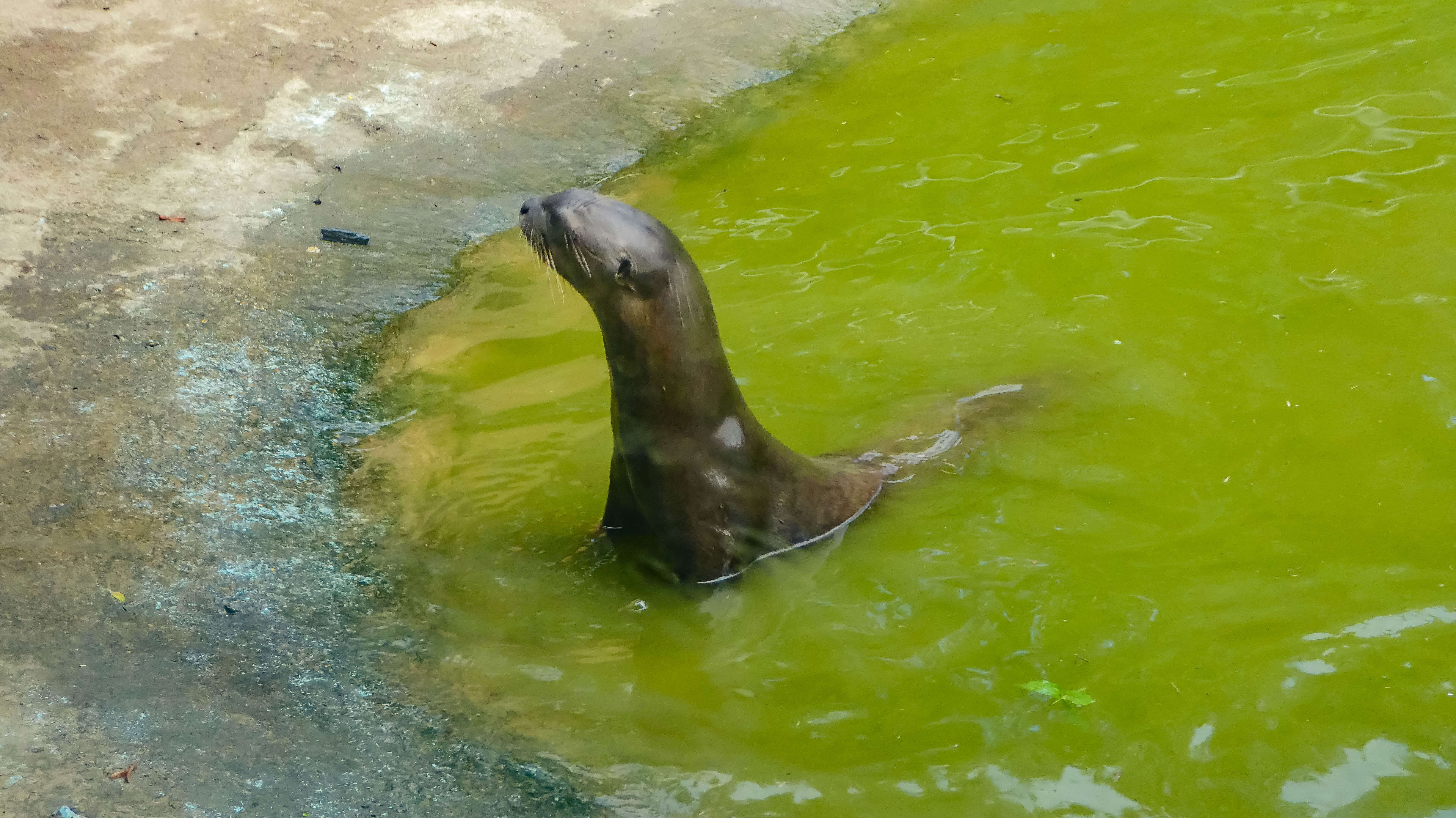 Image of giant otter