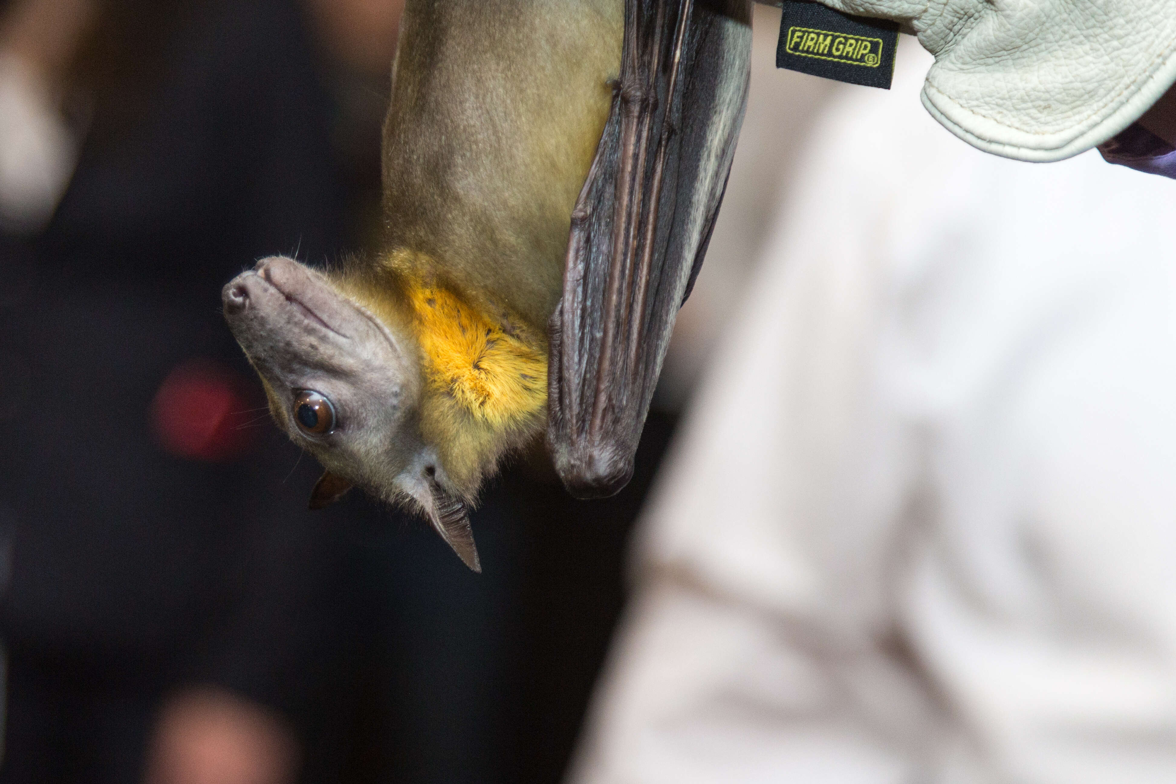 Image of African Straw-colored Fruit Bat