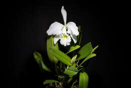 Imagem de Cattleya gaskelliana (N. E. Br.) B. S. Williams