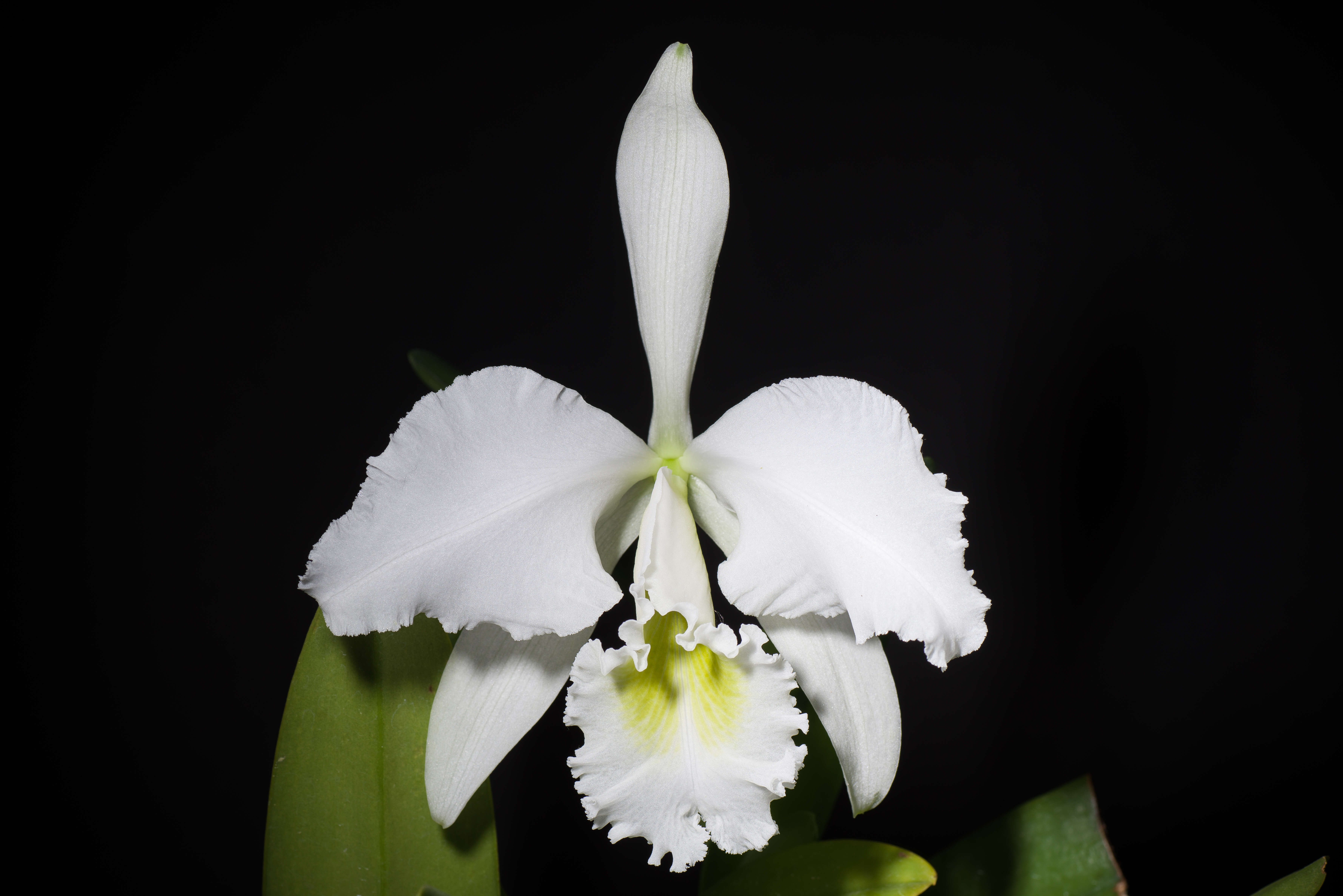 Imagem de Cattleya gaskelliana (N. E. Br.) B. S. Williams