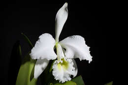 Imagem de Cattleya gaskelliana (N. E. Br.) B. S. Williams