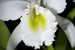 Imagem de Cattleya gaskelliana (N. E. Br.) B. S. Williams