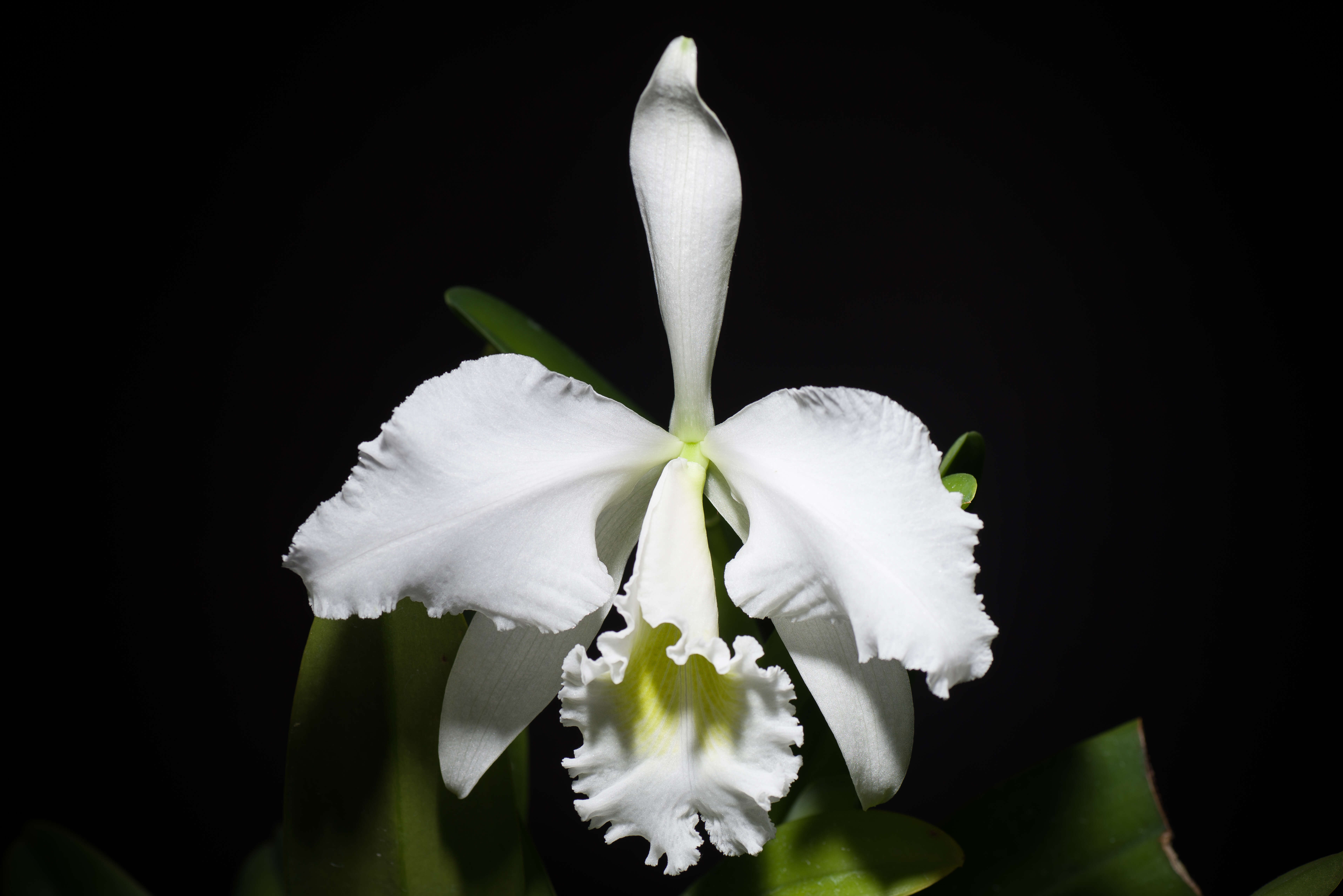 Imagem de Cattleya gaskelliana (N. E. Br.) B. S. Williams