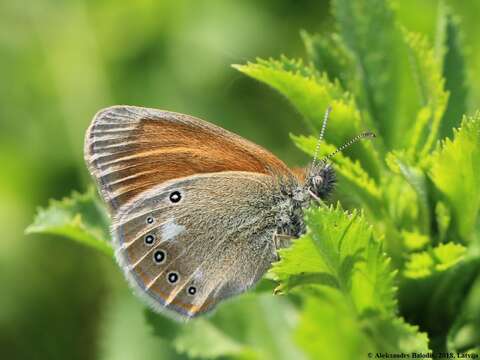 Plancia ëd Coenonympha glycerion